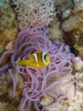 anemone e pagliaccio